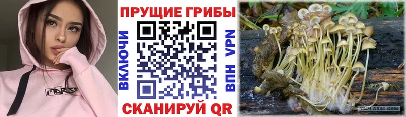 Псилоцибиновые грибы ЛСД  OMG зеркало  Курганинск 
