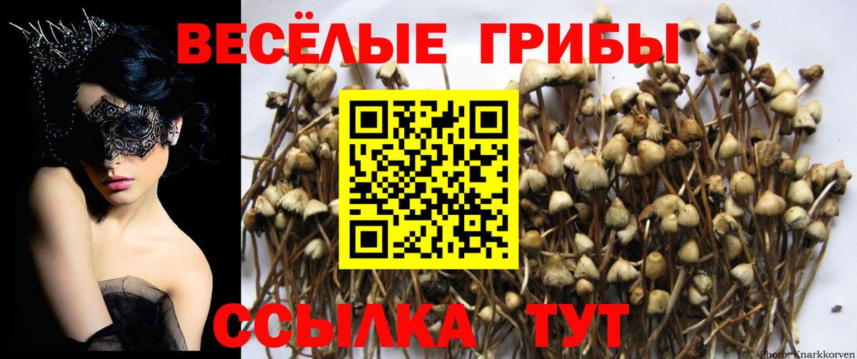 Курганинск  Галлюциногенные грибы Magic Shrooms  Вход с VPN 