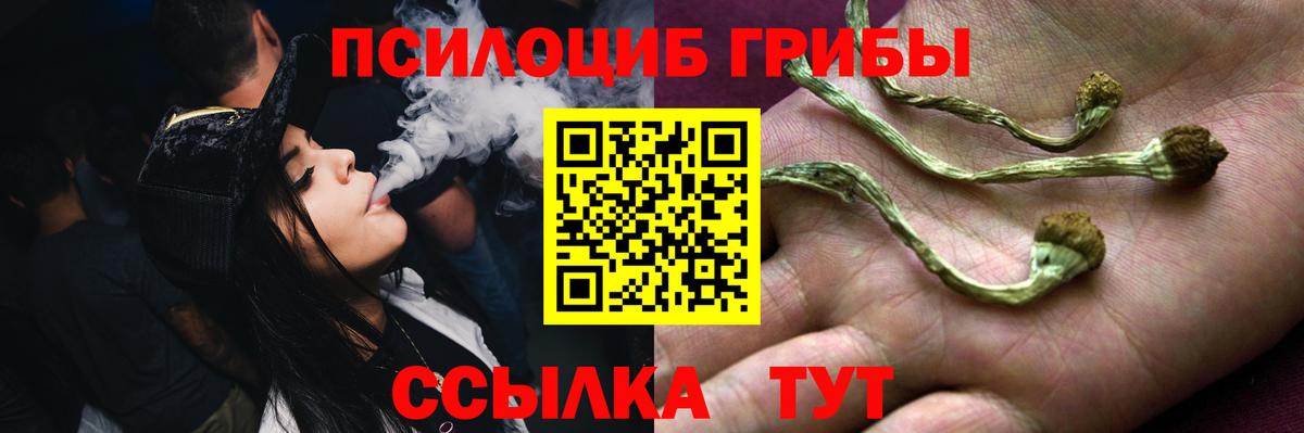 Псилоцибиновые грибы Cubensis  Курганинск 